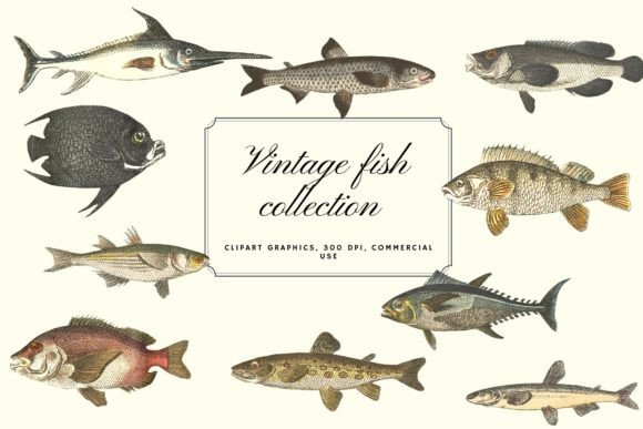 Download Vintage Fish Illustration, Vintage Fish - Vintage Collection